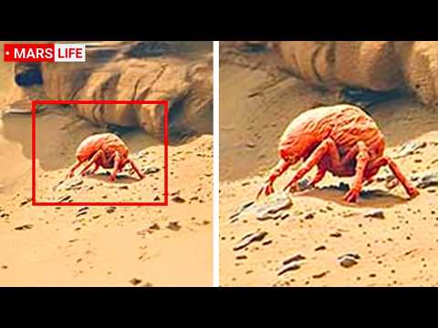 NASA Mars Rover Captures The Clearest Image Of LIFE On Mars EVER!