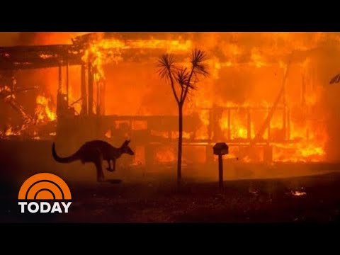 Australia Wildfires Rage On Amid Effort To Save Koalas, Kangaroos | TODAY